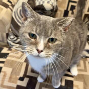 Domestic Short Hair Cats Available for Adoption - Jaina | PetCurious