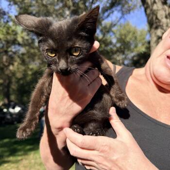Truffle -  Domestic Short Hair Cat for Adoption in Penryn, California - Truffle | PetCurious