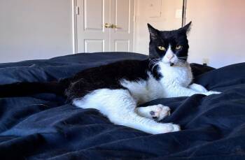 Domestic Short Hair Cats Available for Adoption - Tennessee | PetCurious