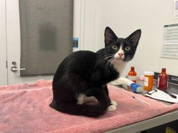 Knuckle Sandwich -  Domestic Short Hair Cat for Adoption in Kansas City, Missouri - Knuckle Sandwich | PetCurious