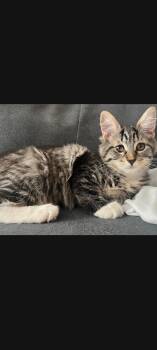 Tiger -  Domestic Medium Hair Cat for Adoption in Pasco, Washington - Tiger | PetCurious