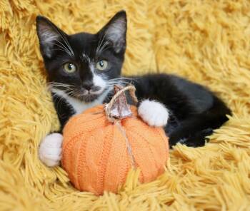 Sushi -  Tuxedo Cat for Adoption in St. Augustine, Florida - Sushi | PetCurious