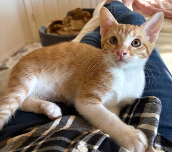 Rescue Domestic Short Hair Cats for Adoption in Seal Beach, California - Kitten Jordan | PetCurious