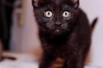 Domestic Short Hair Cats Available for Adoption in Cleveland, Ohio - Chicken | PetCurious