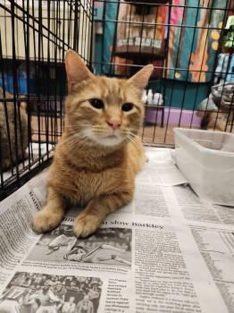 Rescue American Shorthair Cats for Adoption in Evansville, Indiana - Crimson | PetCurious