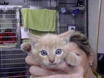 A185764 -  Domestic Short Hair Cat for Adoption in Pasadena, Texas - A185764 | PetCurious