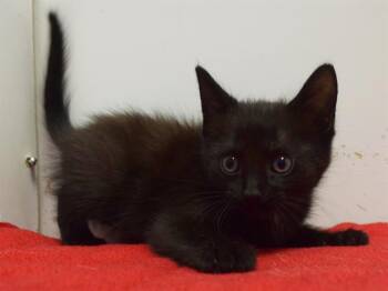 RAMI -  Domestic Short Hair Cat for Adoption in Sacramento, California - RAMI | PetCurious