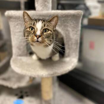 Nikolai -  Domestic Medium Hair Cat for Adoption in Philadelphia, Pennsylvania - Nikolai | PetCurious