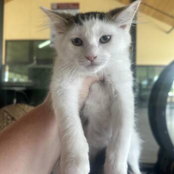 Barney -  Domestic Short Hair Cat for Adoption in Leander, Texas - Barney | PetCurious