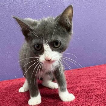 Marz -  Domestic Short Hair Cat for Adoption in Englewood, Florida - Marz | PetCurious