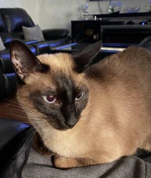 Jessica -  Siamese Cat for Adoption in Allen, Texas - Jessica | PetCurious