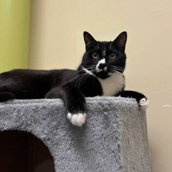 Domestic Short Hair Cats Available for Adoption - Felix | PetCurious