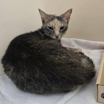 Celeste -  Domestic Short Hair Cat for Adoption - Celeste | PetCurious