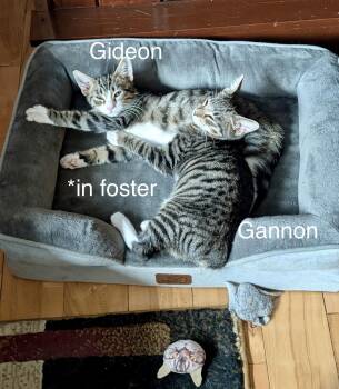 Male kittens in foster -  Domestic Short Hair Cat for Adoption in Lacon, Illinois - Male Kittens In Foster | PetCurious