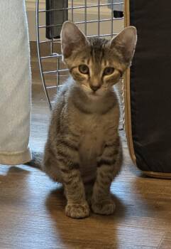 Phoebe -  Tabby Cat for Adoption in Noble, Oklahoma - Phoebe | PetCurious
