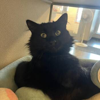 Pomni -  Domestic Long Hair Cat for Adoption in Cedar Rapids, Iowa - Pomni | PetCurious