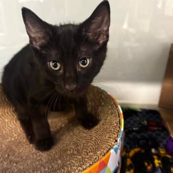 Brainy Smurf -  Domestic Short Hair Cat for Adoption in Wheeling, Illinois - Brainy Smurf | PetCurious