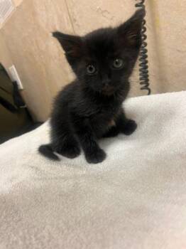 Domestic Short Hair Cats Available for Adoption in Honolulu, Hawaii - Sammy | PetCurious