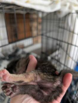 Domestic Short Hair Cats Available for Adoption in Portland, Indiana - Soup Kitten Tortie 2 | PetCurious