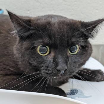 Domestic Short Hair Cats Available for Adoption in Grand Rapids, Michigan - Annie | PetCurious