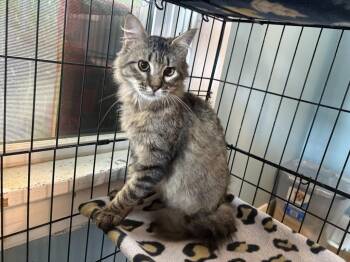 Domestic Medium Hair Cats Available for Adoption in El Dorado, Arkansas - Pylo | PetCurious