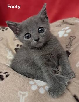 Midge & Footy (Polydactyl) BONDED -  Russian Blue and Domestic Short Hair Cat Available for Adoption in Boca Raton, Florida - Midge & Footy (Polydactyl) BONDED | PetCurious