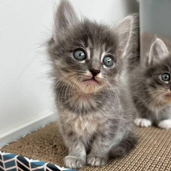 Domestic Medium Hair Cats Available for Adoption in Santa Monica, California - Maeve | PetCurious