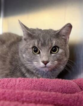 Rescue Domestic Short Hair Cats for Adoption in Winchester, Virginia - Autumn | PetCurious