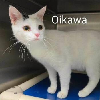 Owala Freesip -  Domestic Short Hair Cat for Adoption in Rocky Mount, Virginia - Owala Freesip | PetCurious