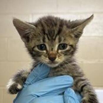 SPLASH -  Domestic Short Hair Cat for Adoption in Lucedale, Mississippi - SPLASH | PetCurious