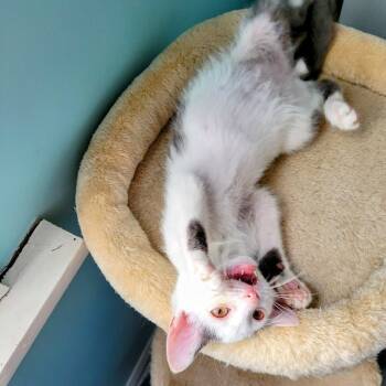 Rescue Domestic Short Hair Cats for Adoption in Lyndhurst, Virginia - Mello | PetCurious