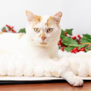 Domestic Short Hair Cats Available for Adoption - Latte | PetCurious