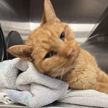 Domestic Short Hair Cats Available for Adoption in Bristol, Indiana - Castiel | PetCurious