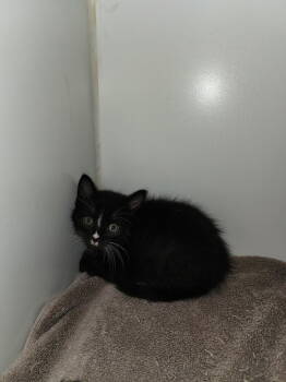 Rescue Domestic Medium Hair Cats for Adoption in Tacoma, Washington - Salem | PetCurious