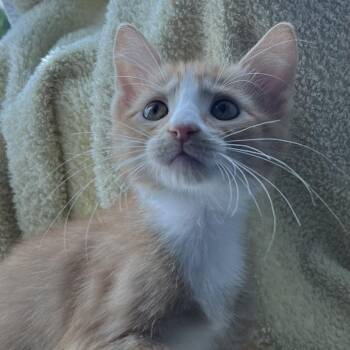 Stinger -  Domestic Short Hair Cat for Adoption in Matteson, Illinois - Stinger | PetCurious