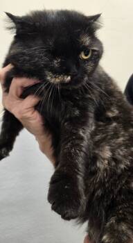 Rescue Scottish Fold Cats for Adoption in San Jacinto, California - Angelica | PetCurious