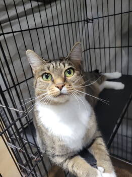 Rescue Tabby Cats for Adoption in Cuyahoga Falls, Ohio - Fiona | PetCurious