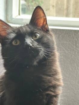 Rescue Domestic Medium Hair and Domestic Short Hair Cats for Adoption in Folsom, California - Bartle | PetCurious