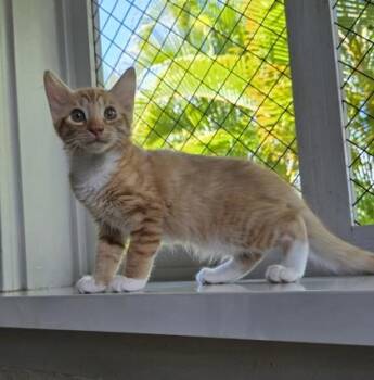 Summit -  Domestic Short Hair Cat for Adoption in Honolulu, Hawaii - Summit | PetCurious