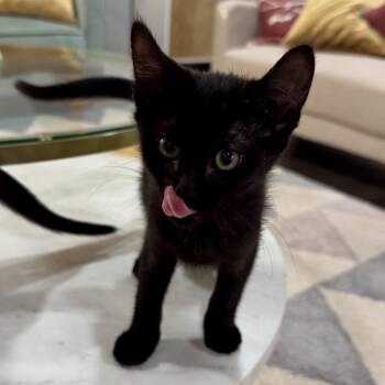Onyx -  Domestic Short Hair Cat for Adoption in Fairfax Station, Virginia - Onyx | PetCurious