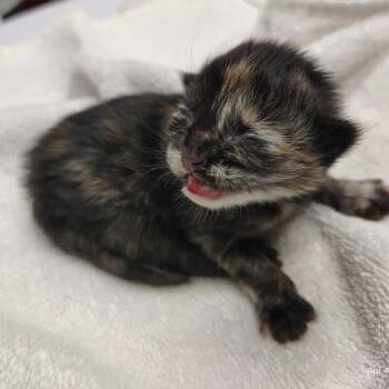 Domestic Short Hair Cats Available for Adoption - CSAS-Stray-764_5 | PetCurious