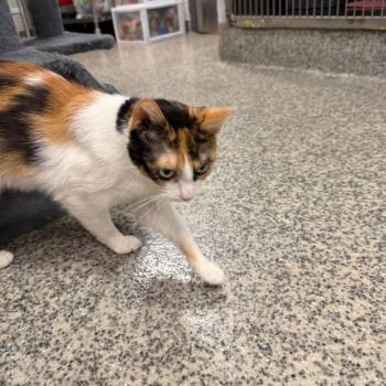 Domestic Short Hair Cats Available for Adoption in Falls Church, Virginia - Trina | PetCurious