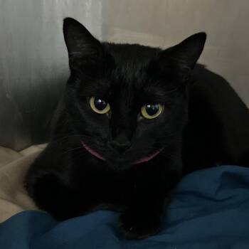 Boy Mom -  Domestic Short Hair Cat for Adoption in Chattanooga, Tennessee - Boy Mom | PetCurious