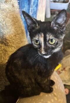 Rescue Tortoiseshell Cats for Adoption in Hi Vista, California - Sabrina | PetCurious