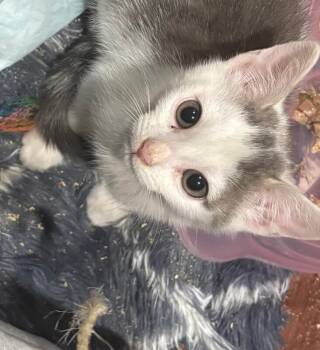 Lilo -  Domestic Short Hair Cat for Adoption - Lilo | PetCurious