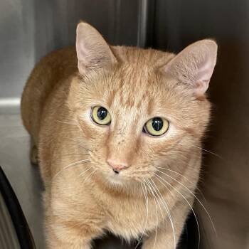 Cheese Its -  Domestic Short Hair Cat for Adoption in Enfield, New Hampshire - Cheese Its | PetCurious