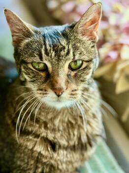 Kathy -  Tabby Cat for Adoption in Manitou Springs, Colorado - Kathy | PetCurious