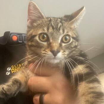 Benji -  Domestic Short Hair Cat for Adoption in Carlyle, Illinois - Benji | PetCurious
