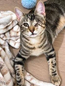 June -  American Shorthair Cat for Adoption in Houston, Texas - June | PetCurious