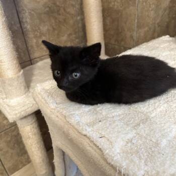 Walaby Way -  Domestic Short Hair Cat for Adoption in Philadelphia, Pennsylvania - Walaby Way | PetCurious